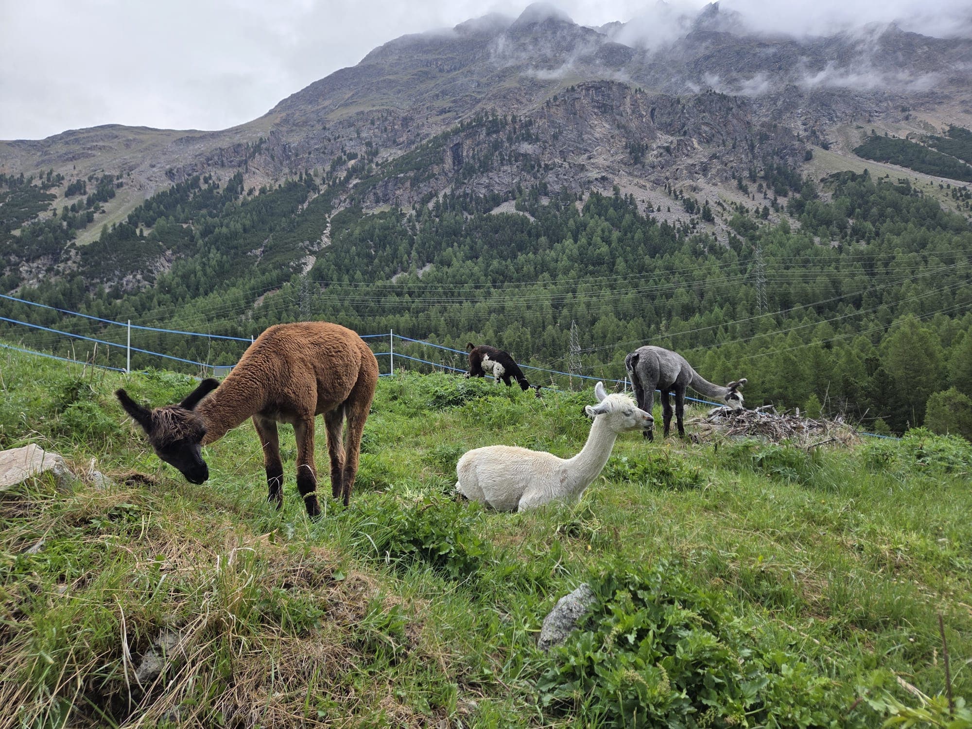 Naturerlebnis mit Lamas im Engadin