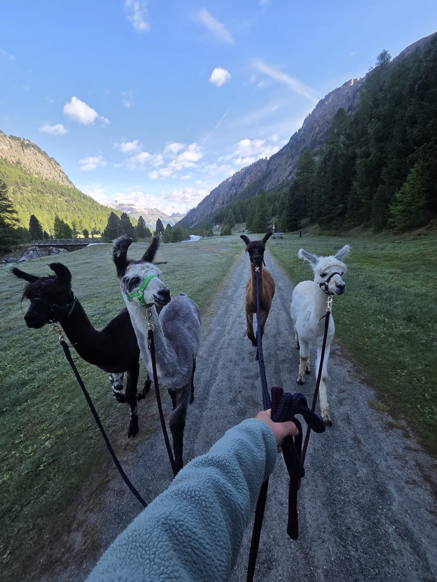 Lamas in alpiner Weidelandschaft