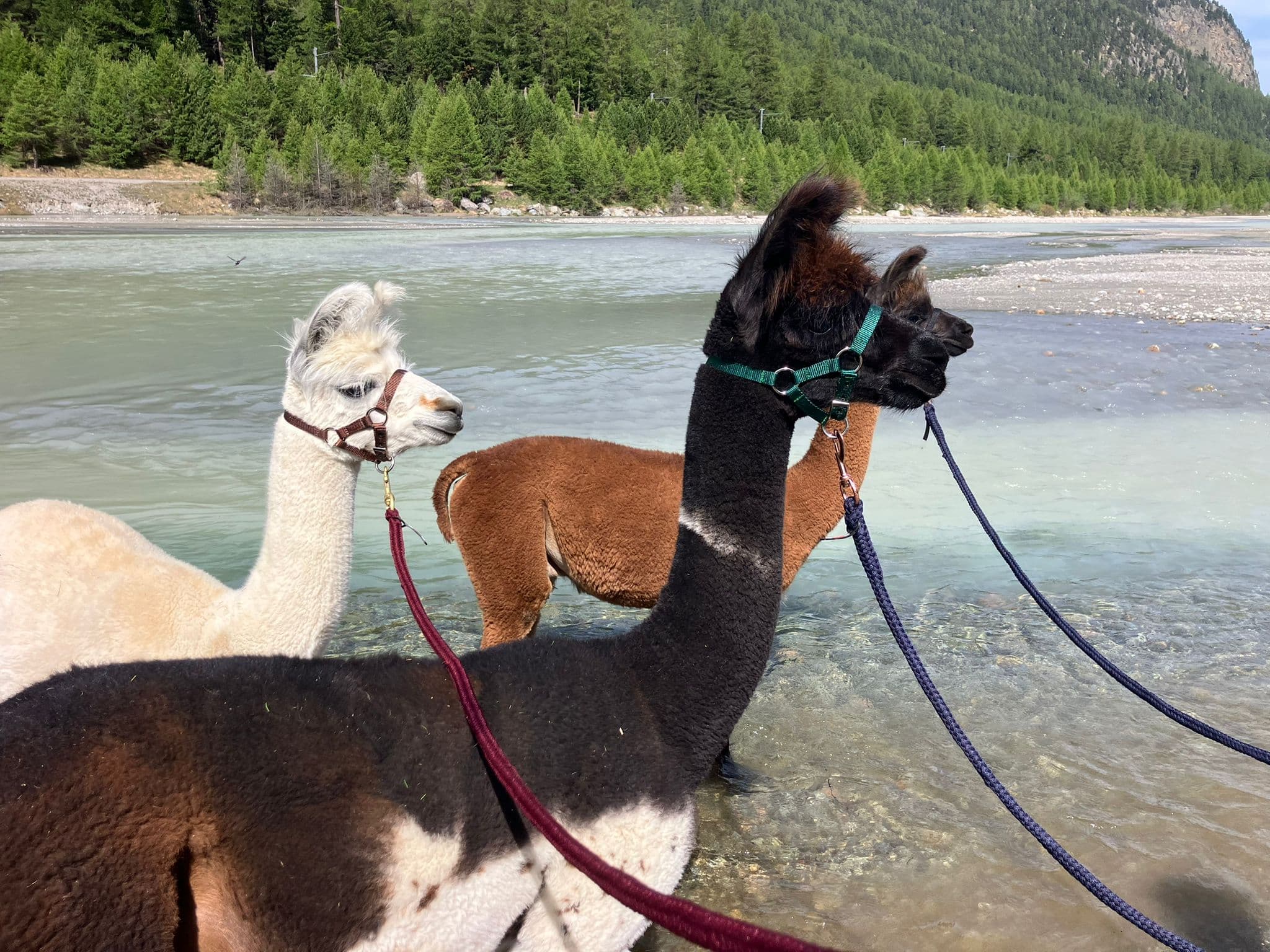 Lamas unterwegs in der Natur