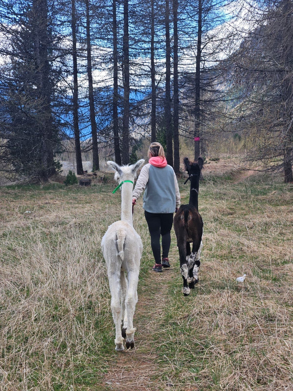 Désirée Känzig mit Lamas im Engadin